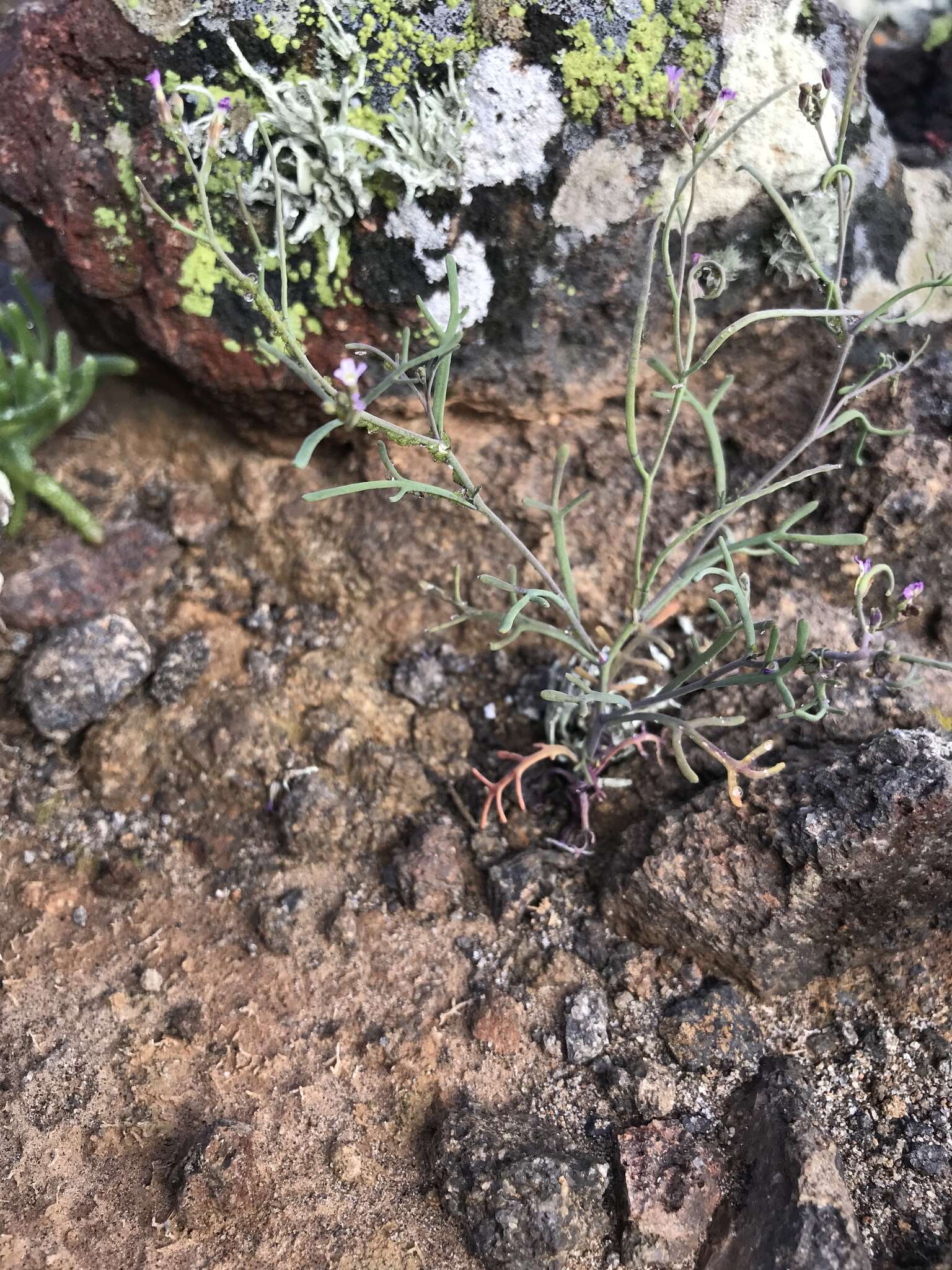 Image of Santa Cruz Island winged rockcress