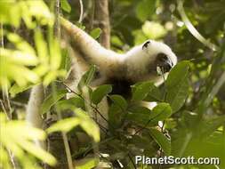 Image of Silky Sifaka