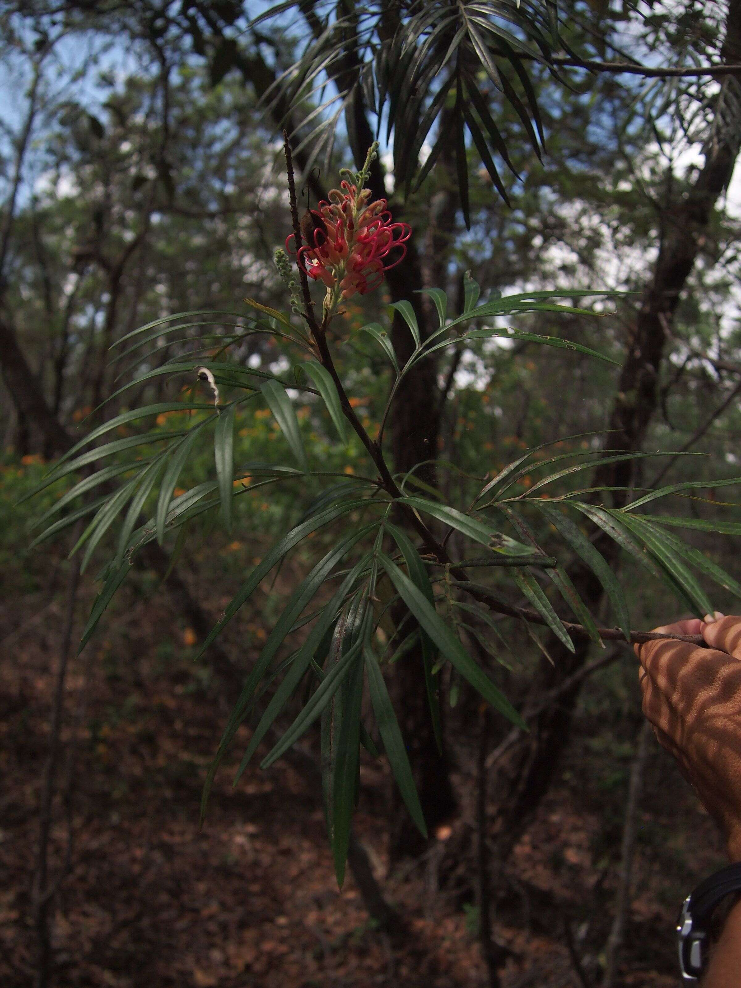 Image of kahiliflower