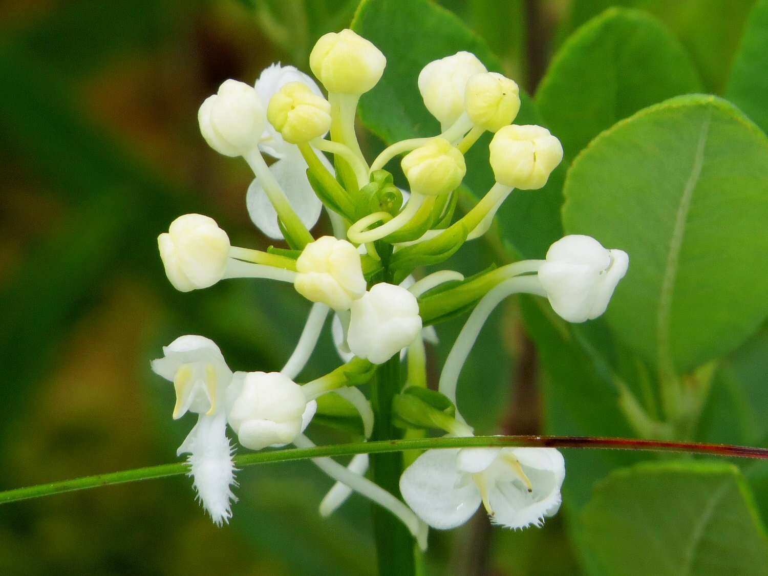 Image de Platanthera blephariglottis (Willd.) Lindl.