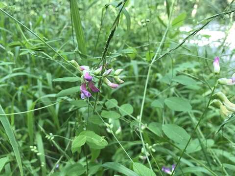 Imagem de Vicia dumetorum L.