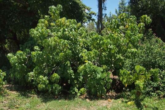 Image of parasol leaf tree