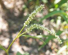 Imagem de Persicaria attenuata (R. Br.) Sojak