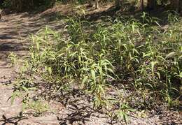 Imagem de Persicaria attenuata (R. Br.) Sojak