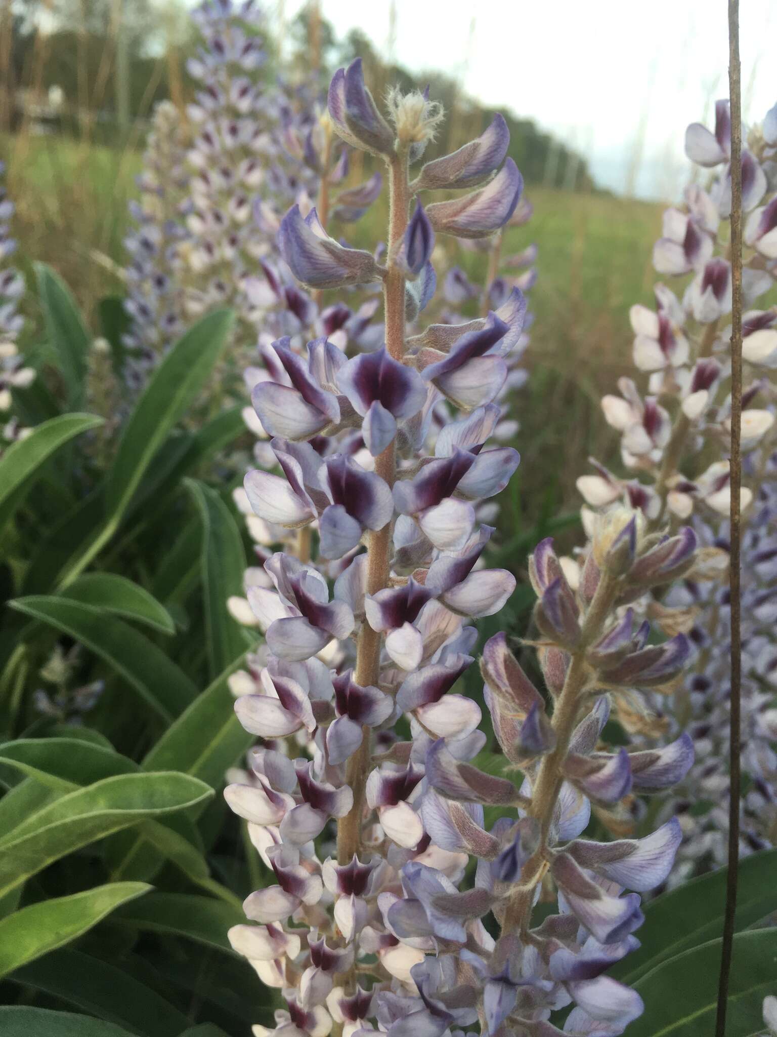 Imagem de Lupinus villosus Willd.