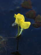 Image of Utricularia aurea Lour.