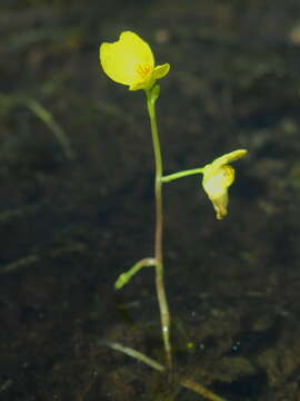 Image of Utricularia aurea Lour.