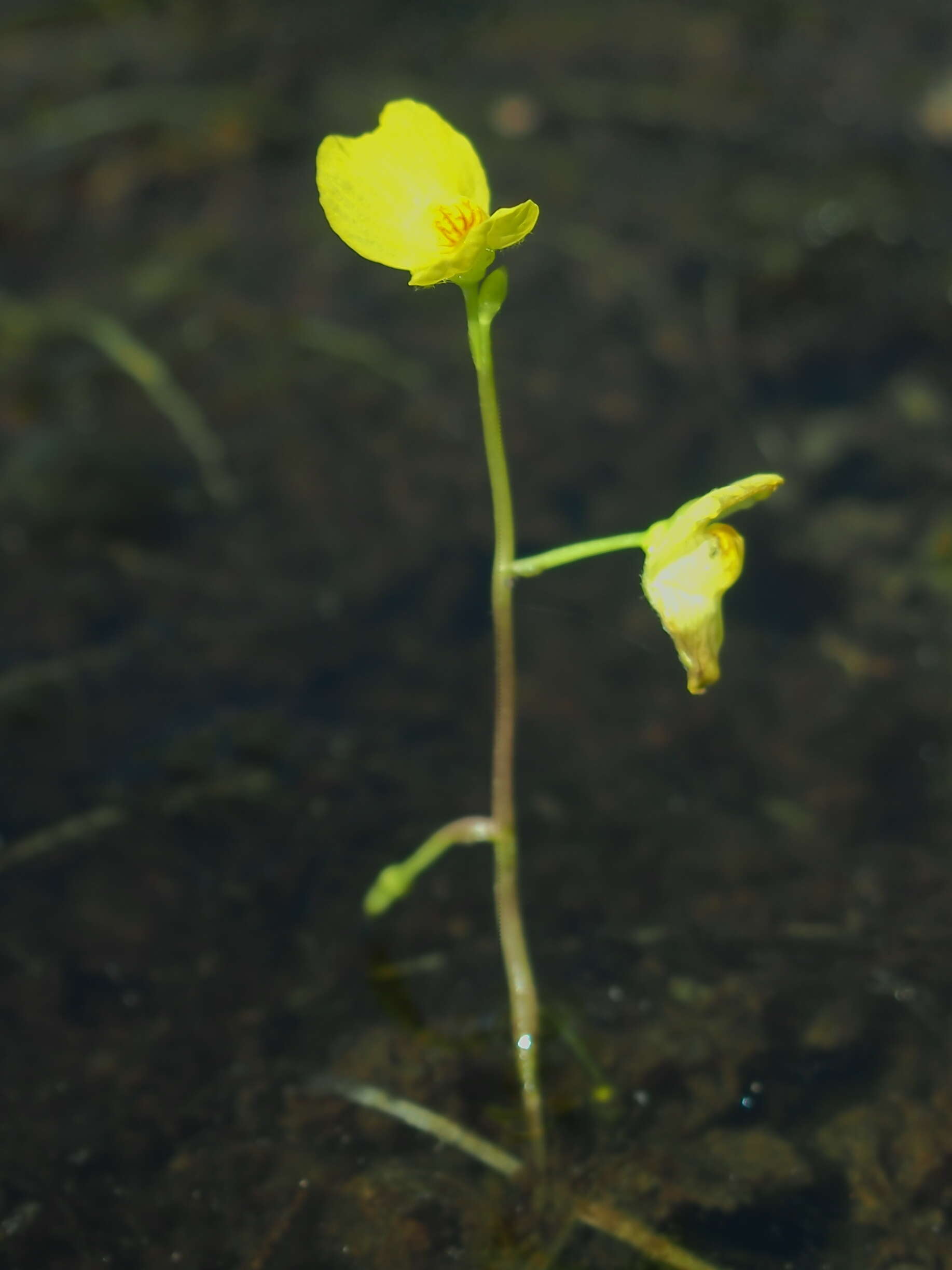 Image de Utricularia aurea Lour.