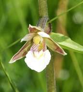 Imagem de Epipactis palustris (L.) Crantz