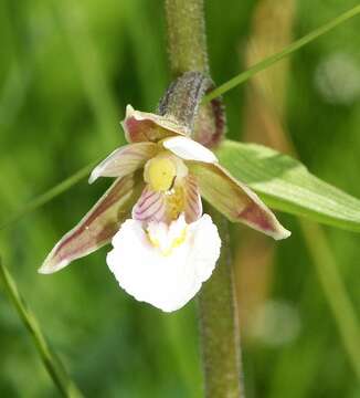 Imagem de Epipactis palustris (L.) Crantz