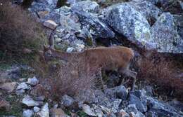 Sivun Cervus elaphus elaphus Linnaeus 1758 kuva