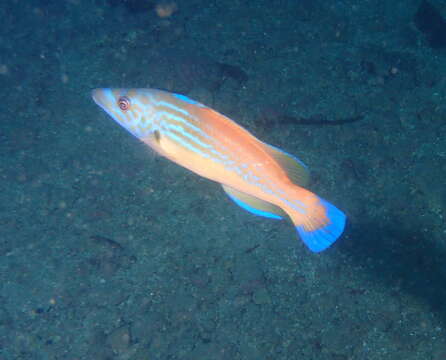 Image of Cuckoo Wrasse