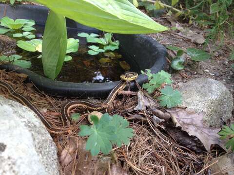 Image of Common Garter Snake