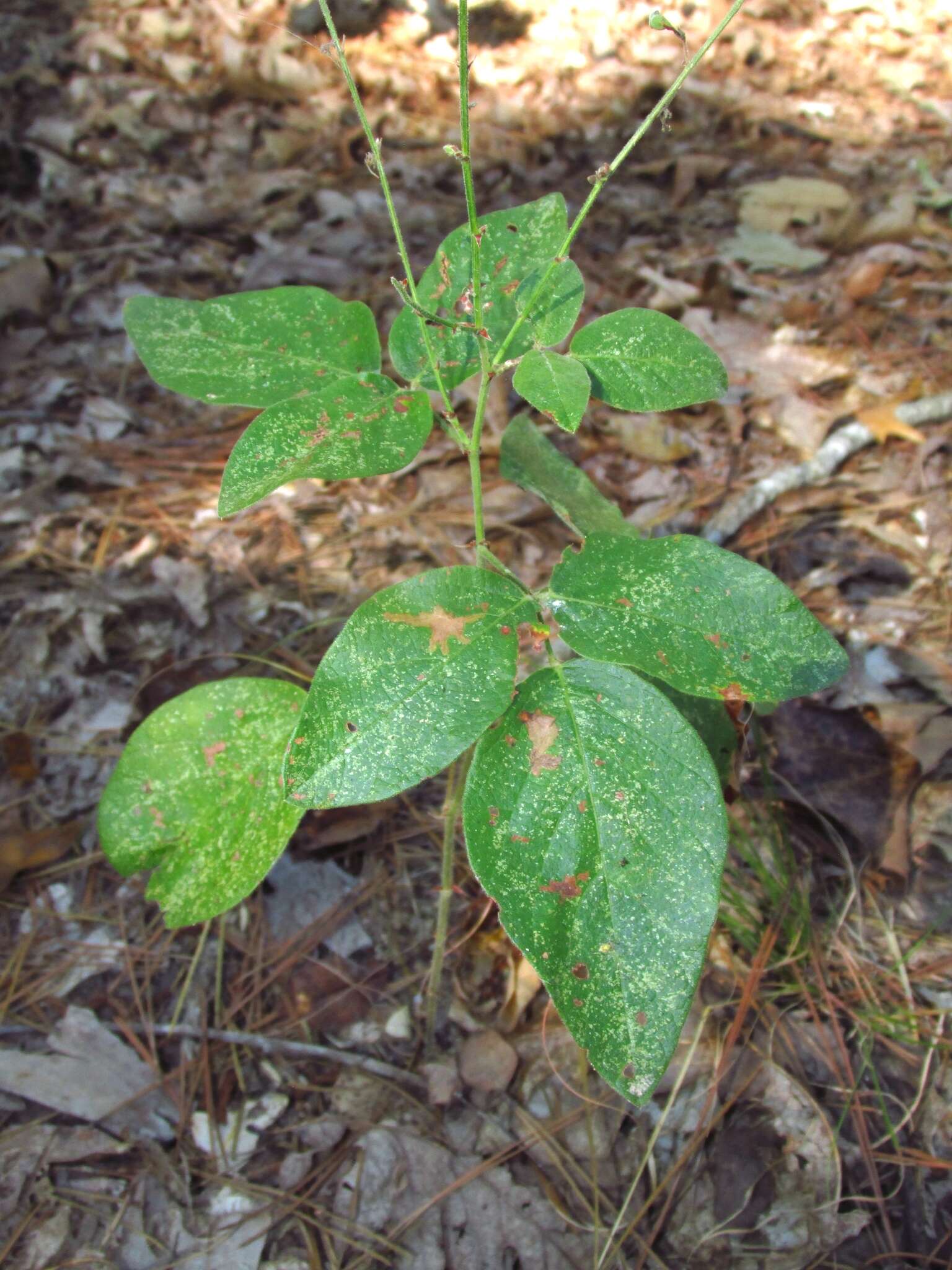 Imagem de Desmodium nuttallii (Schindl.) B. G. Schub.