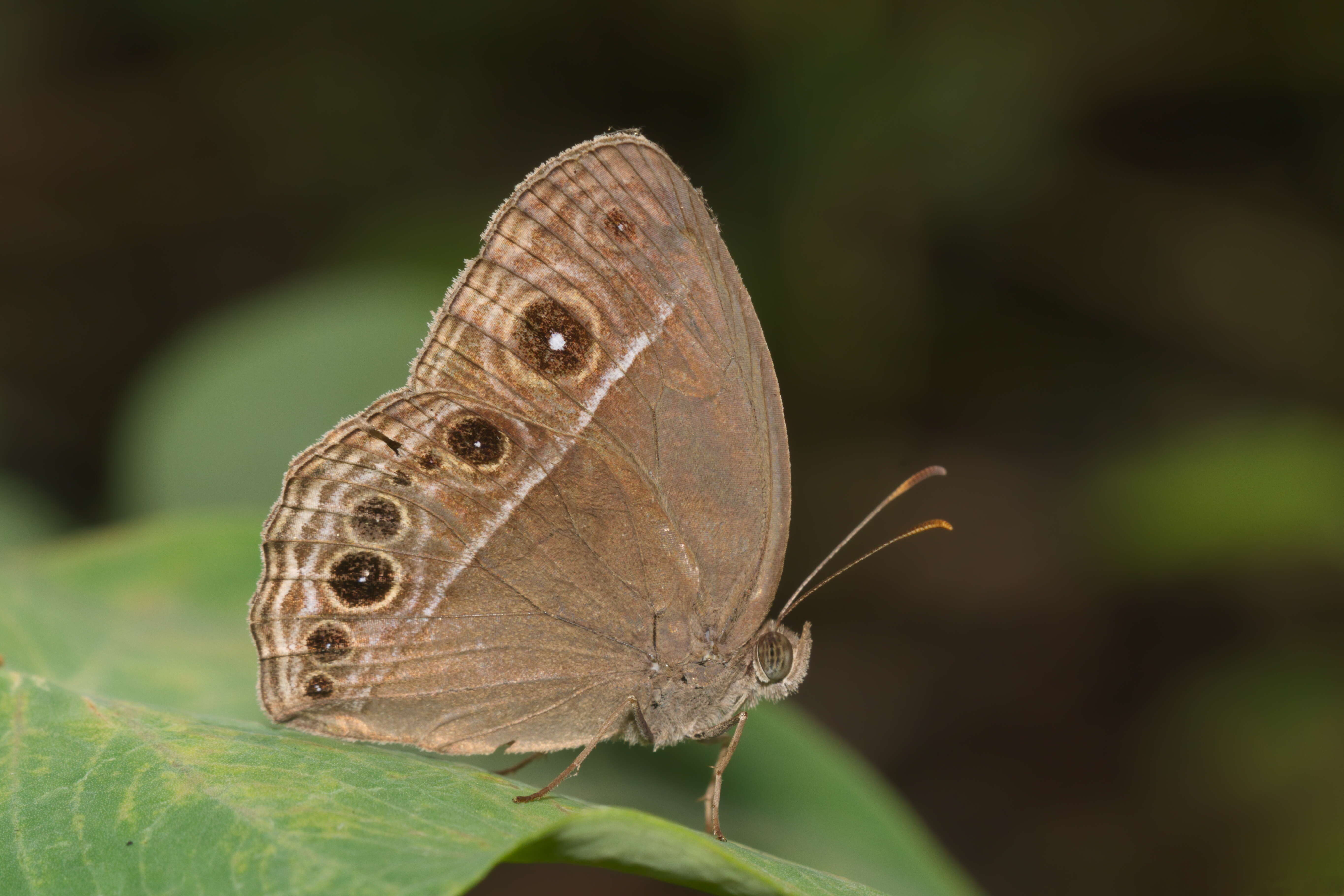 Imagem de Mycalesis mineus Linnaeus 1858