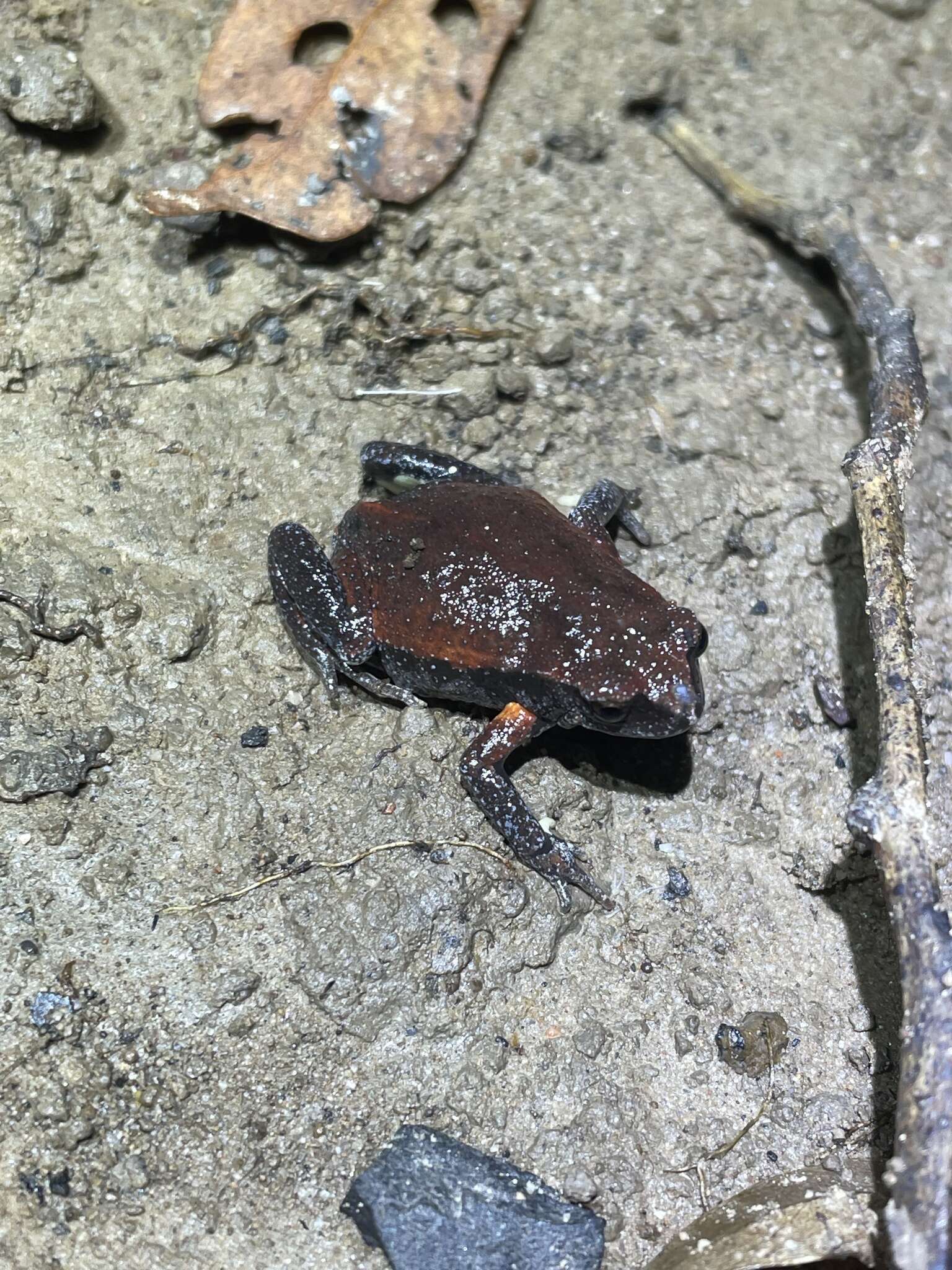 Image of Copper-backed Broodfrog