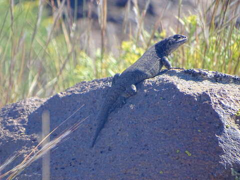 Image of Buerger's Tree Iguana