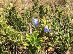 Image of Lobostemon trigonus (Thunb.) Buek