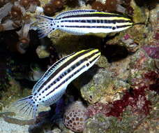 Image of Grammistes Blenny