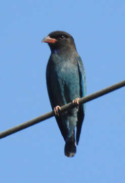 Image of Dollarbird