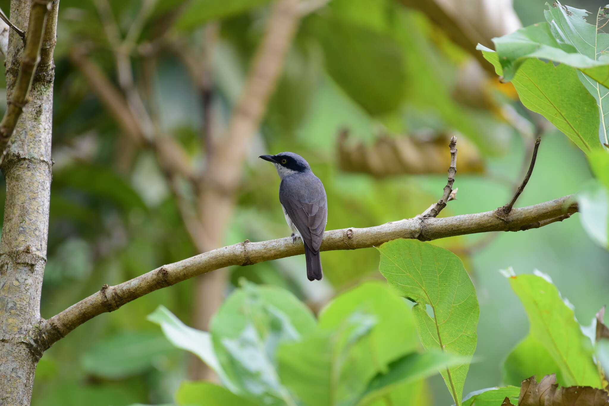 Image of Malabar Woodshrike