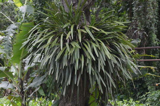 Слика од Cymbidium aloifolium (L.) Sw.