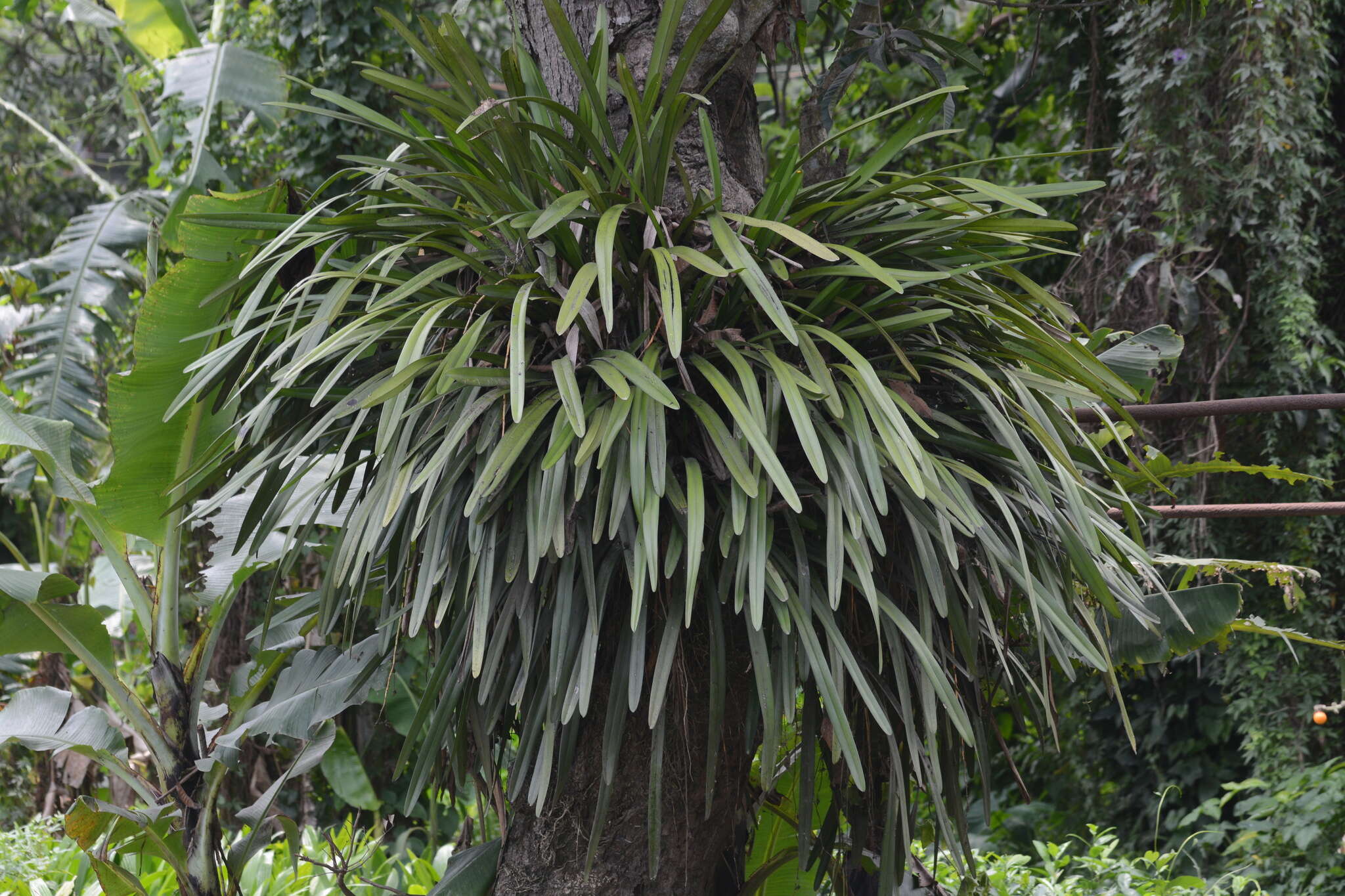 Imagem de Cymbidium aloifolium (L.) Sw.