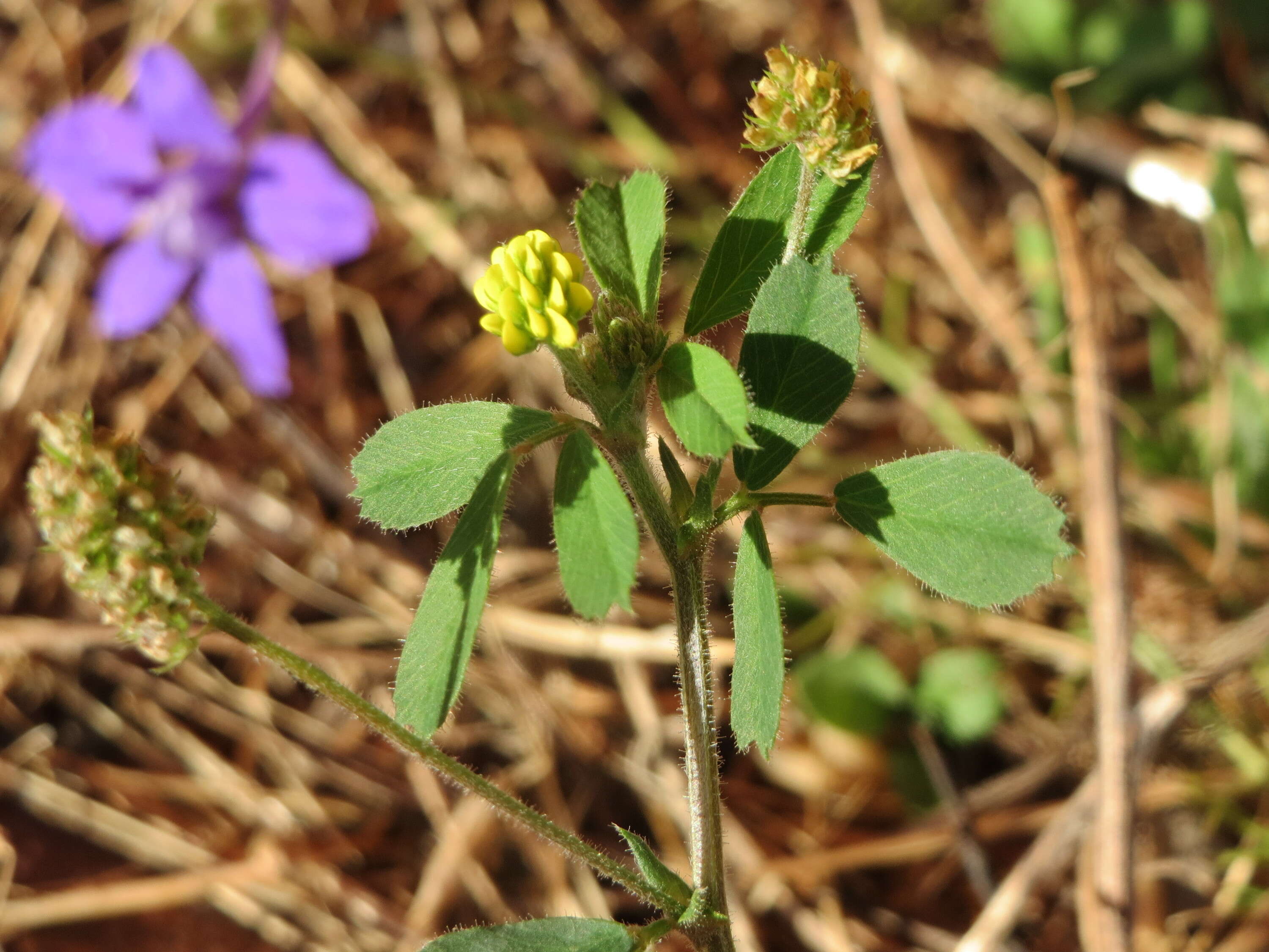 Image of black medick