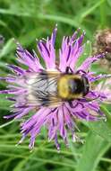 Image of bumblebee hoverfly