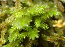 Image of Pterobryopsis hoehnelii Magill ex Magill & Rooy 1998