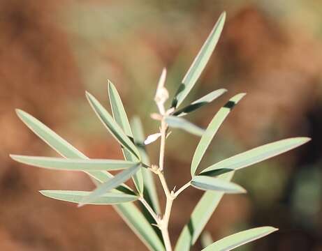 Image of Ptycholobium biflorum subsp. biflorum