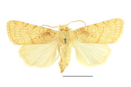 Image of Heart Moth