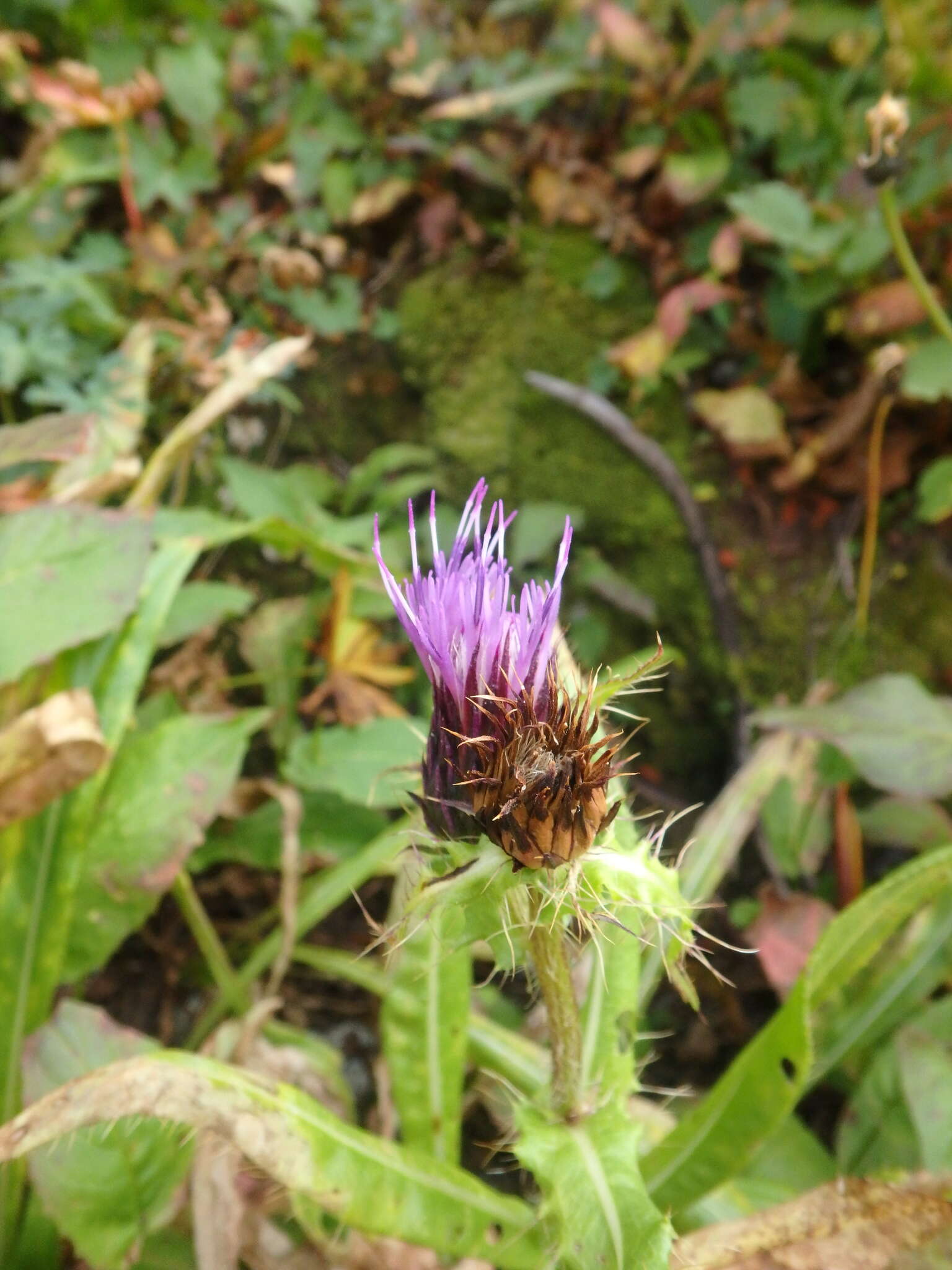 Imagem de Cirsium simplex C. A. Mey.