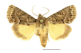 Image of straw underwing