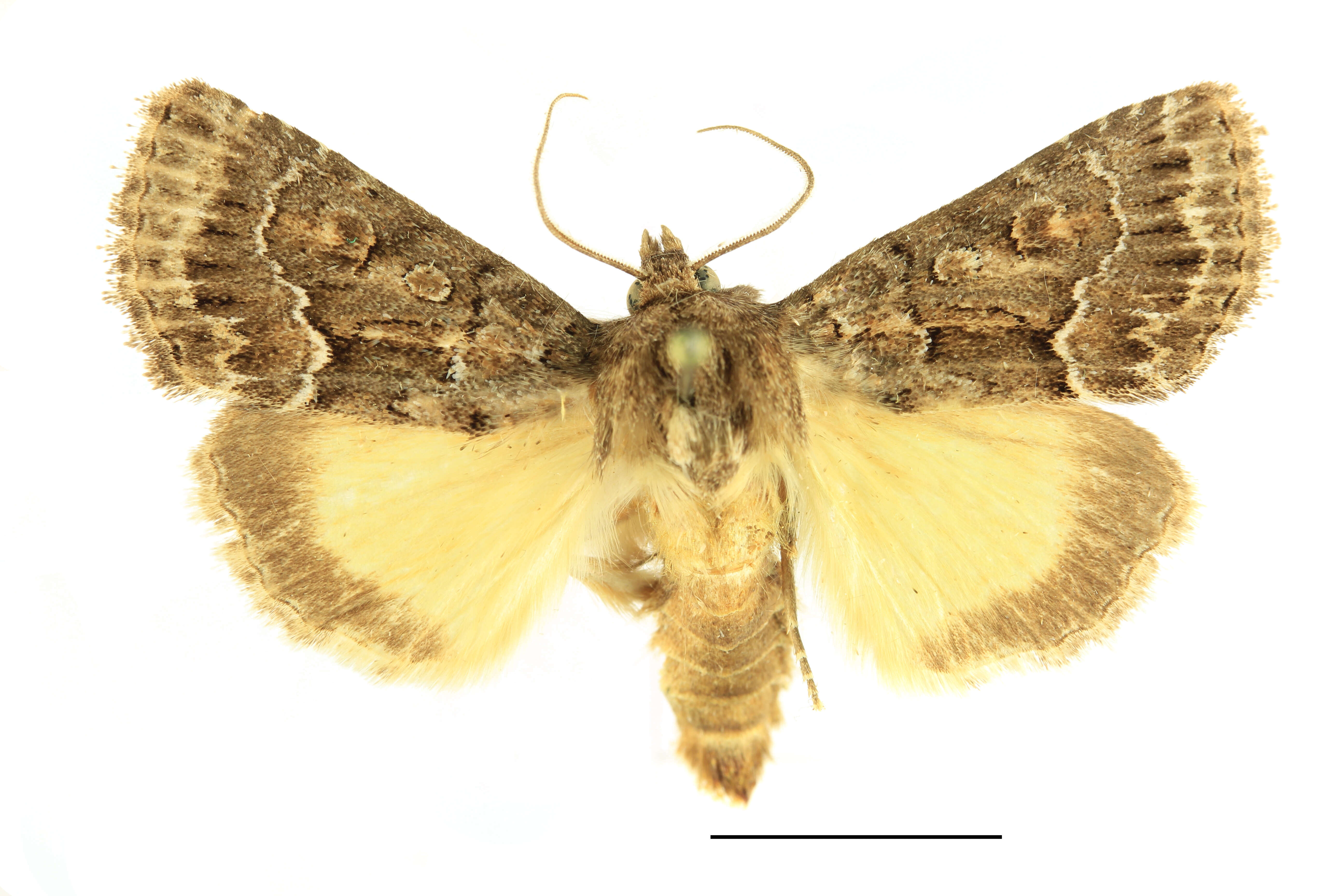 Image of straw underwing