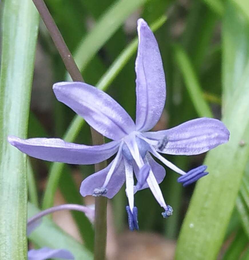 Scilla cilicica Siehe resmi