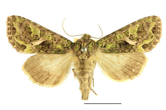 Image of orache moth