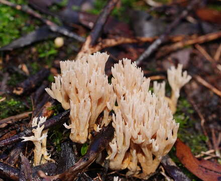 Ramaria filicicola (S. G. M. Fawc.) Corner 1950 resmi