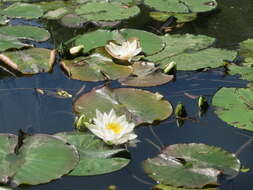 Image of European white waterlily