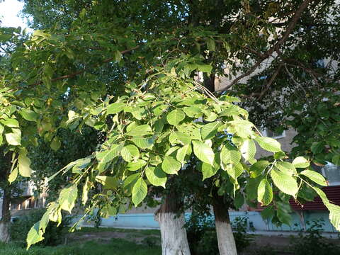 Image of Japanese elm