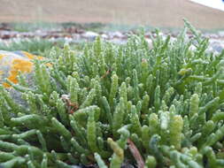 Image of Salicornia magellanica Phil.