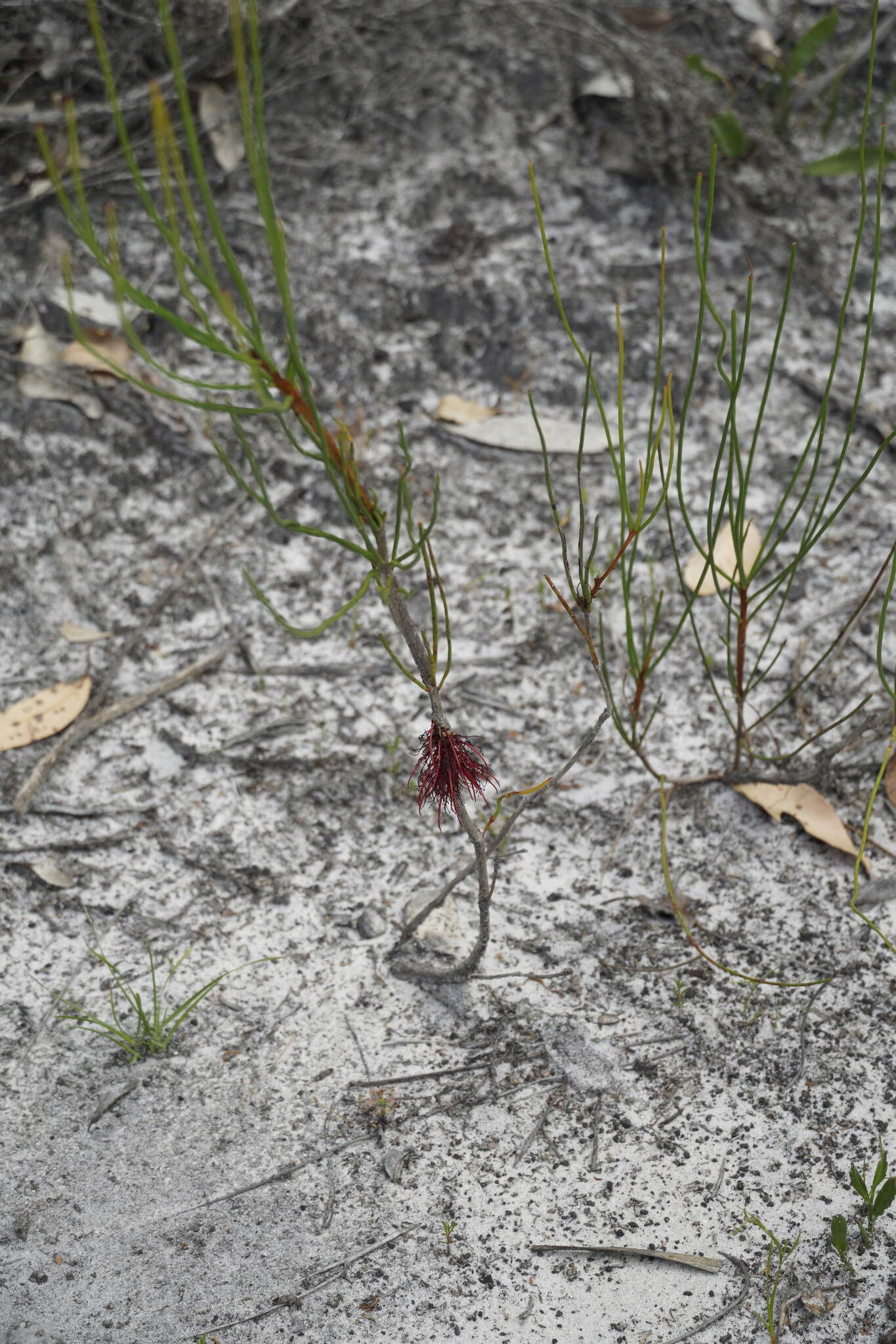 Image of Melaleuca alilateralis Craven & R. D. Edwards