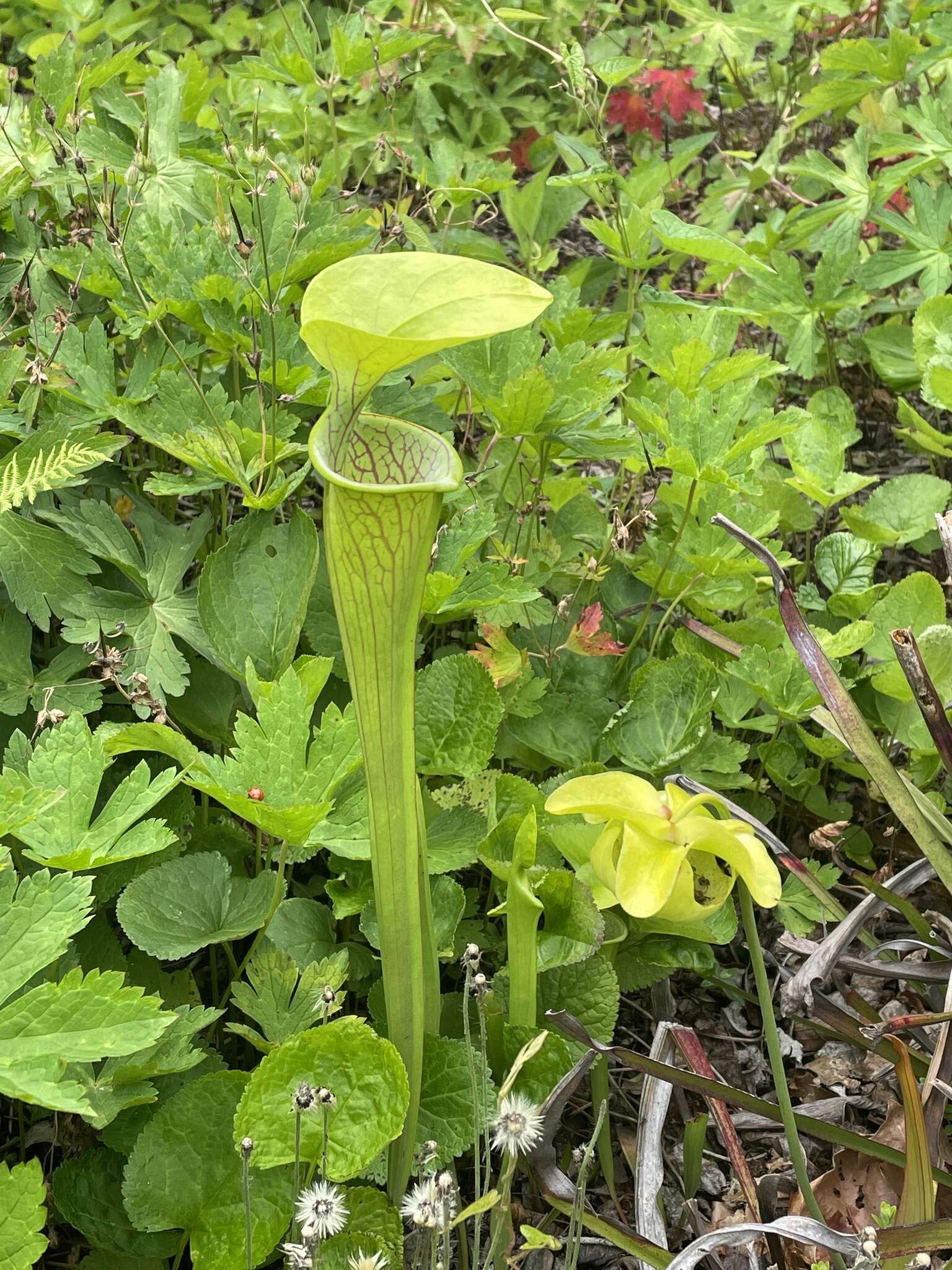 Image of Green Pitcherplant