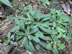 Lysimachia alpestris Champ. ex Benth. resmi