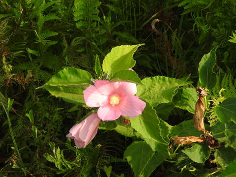 Sivun Hibiscus moscheutos subsp. moscheutos kuva