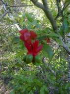 Plancia ëd Ochna serrulata (Hochst.) Walp.