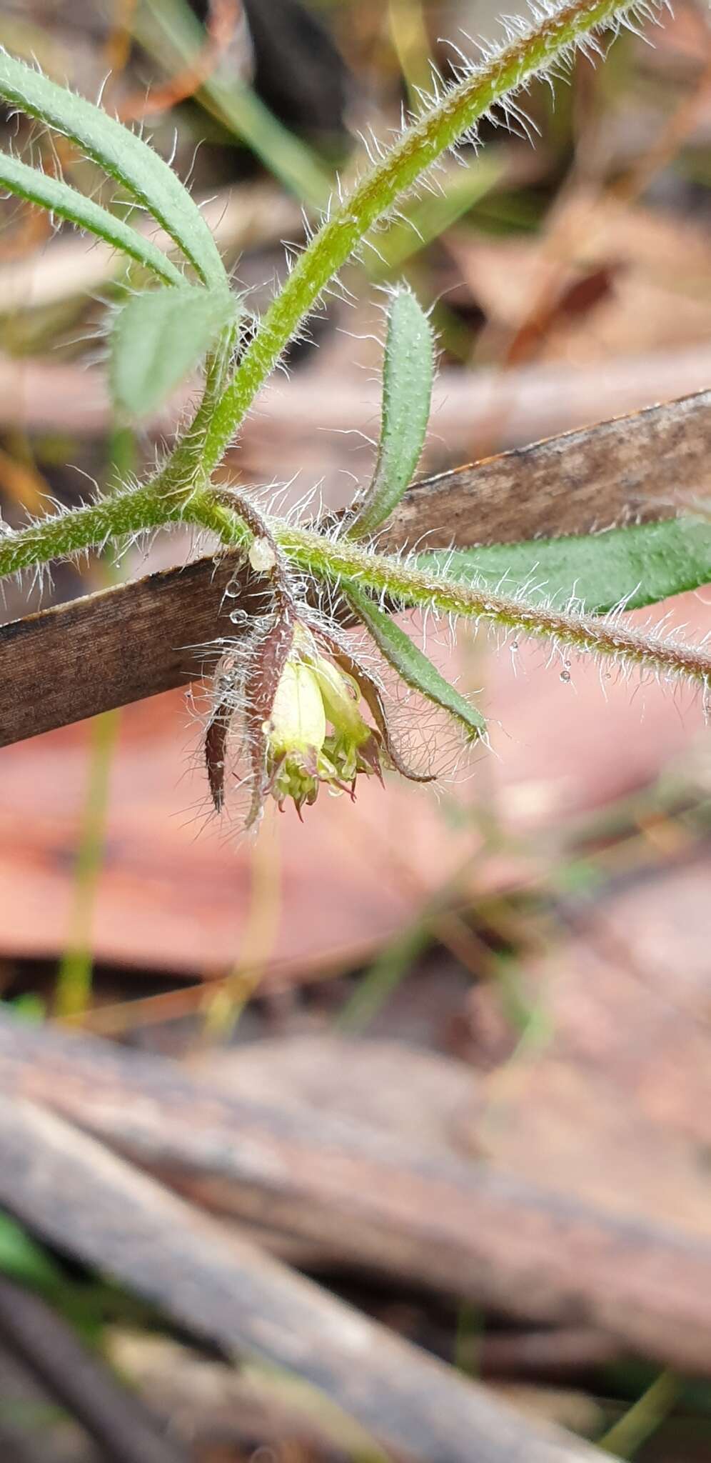 Image de Xanthosia huegelii (Benth.) Steudel