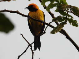 صورة Icterus auricapillus Cassin 1848