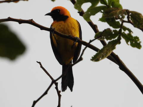 Image de Oriole à tête d'or