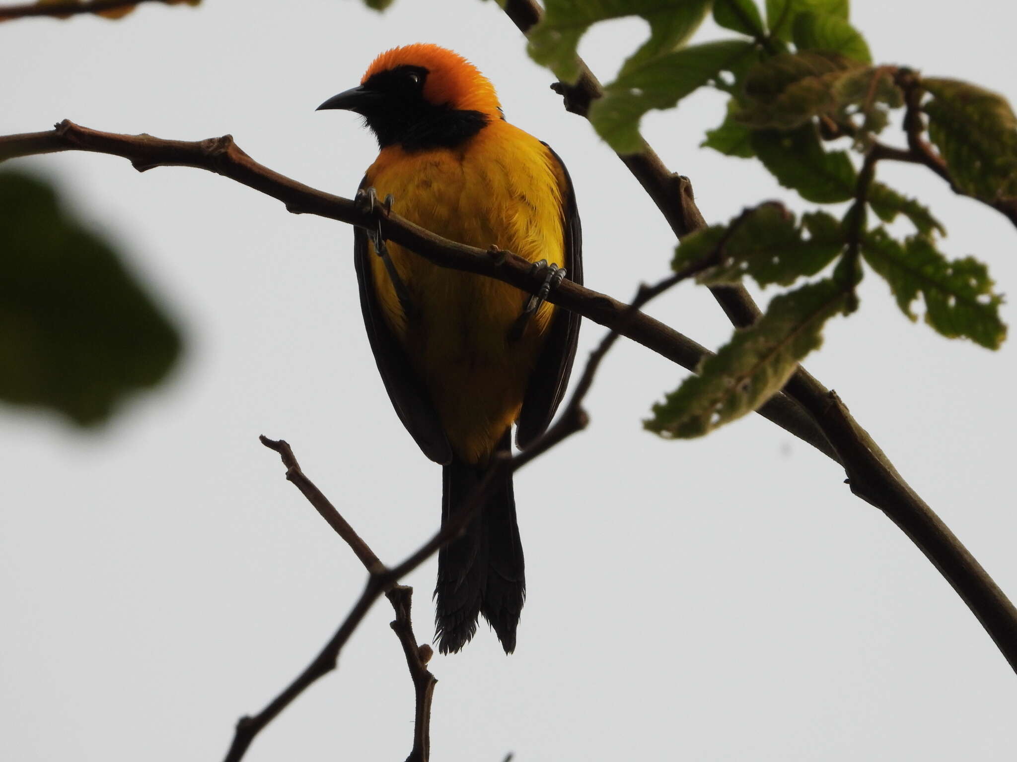 Icterus auricapillus Cassin 1848 resmi